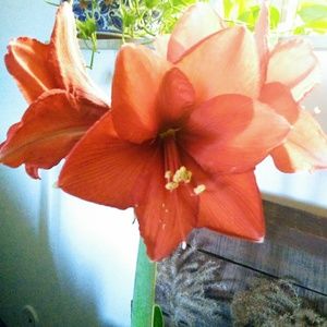 Meet your Posher, Sharon